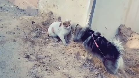 Cat slaps a dog