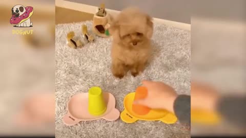 Puppies Being Awesome [Part 1]