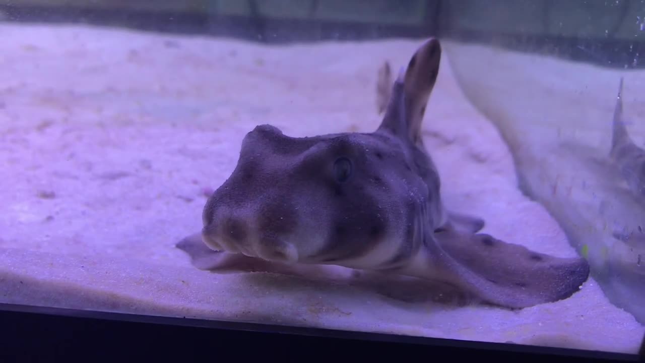 Meet Link the Horn Shark