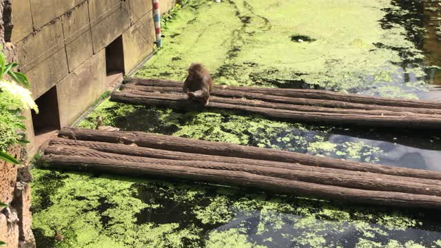 Monkey Gives Unexpected Food Chain Lesson