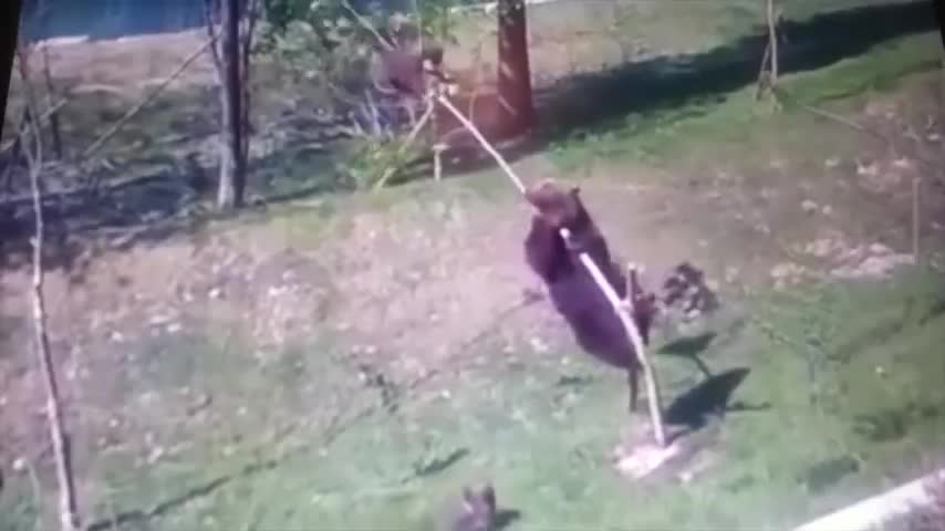 Try Not To Laugh Funny Animal Video
