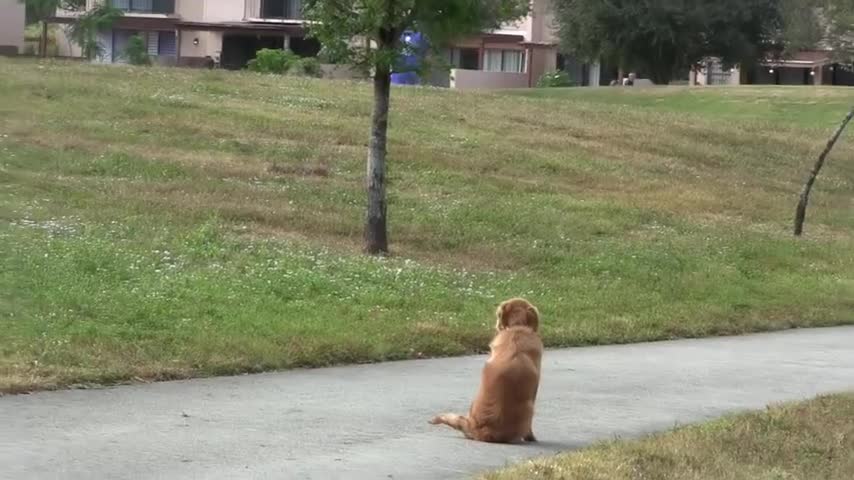 Golden Retriever Puppy Dog Training