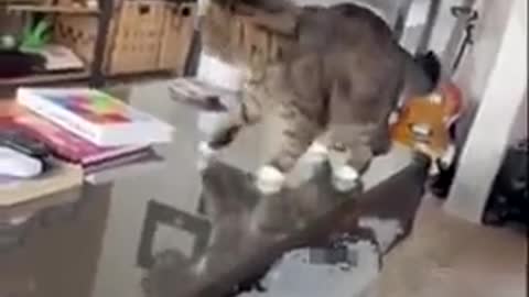 Ever Seen A Cat Jump Like This