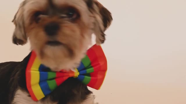 A Dog with a Rainbow Bow Tie