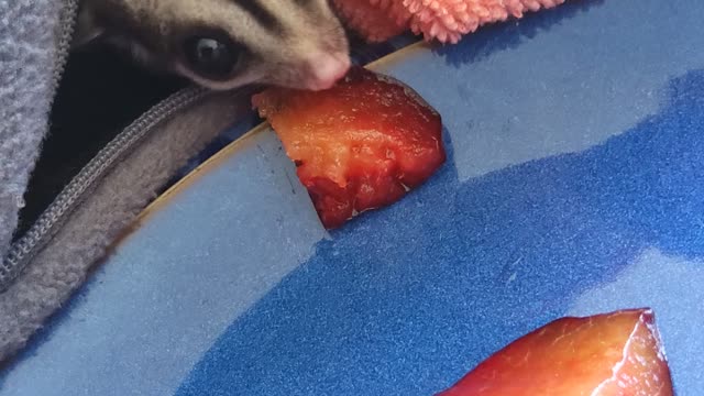 Lolas first plum