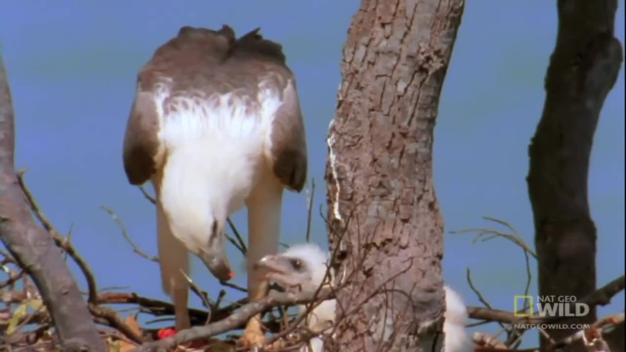 Eagle vs. Sea Snake