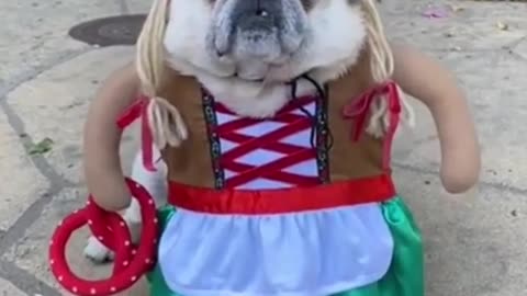 Cute dog wearing clothes|Funny video|Crazy dog