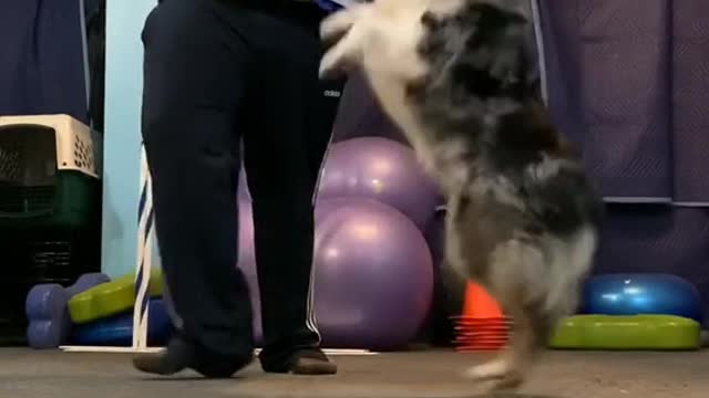 Funny cute dog dancing with a man !