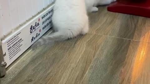 Adorable cats playing together