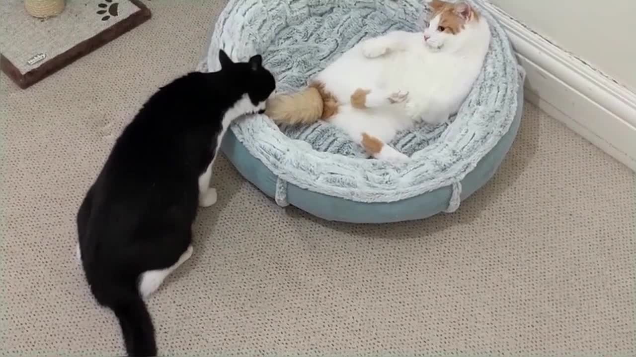 Cat Fights Another Cat To Reclaim Bed