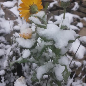 Snowy Snowy Calendula
