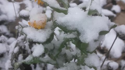 Snowy Snowy Calendula