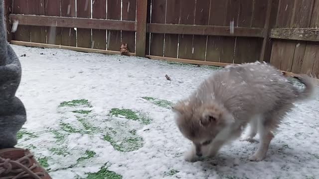 Skye's First Snow