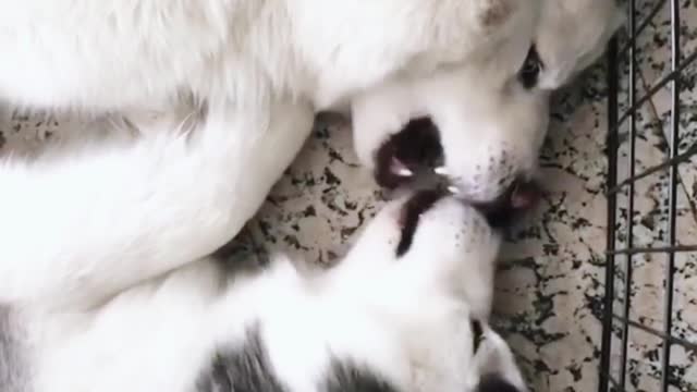 Dog love turns into dog fight