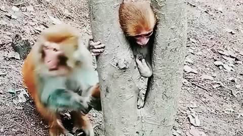 Mother Call Help! Baby Monkey Stuck in Tree - Animal Funny Video