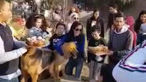 A dog’s birthday party