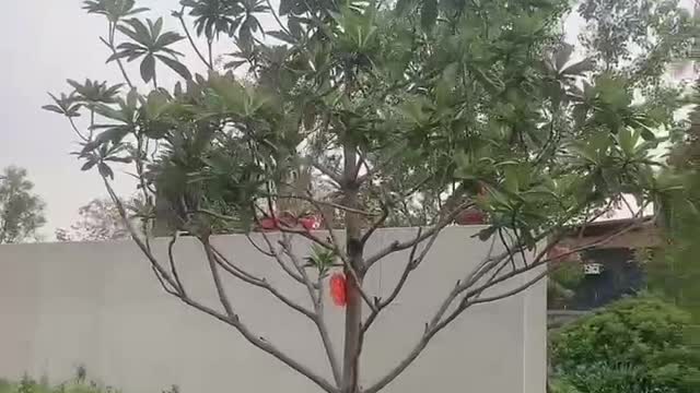 Guess what tree this is