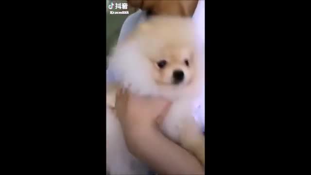 Funny dog videos