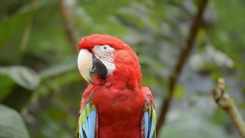 Parrot Nature Animal Colorful Fauna Macaw.
