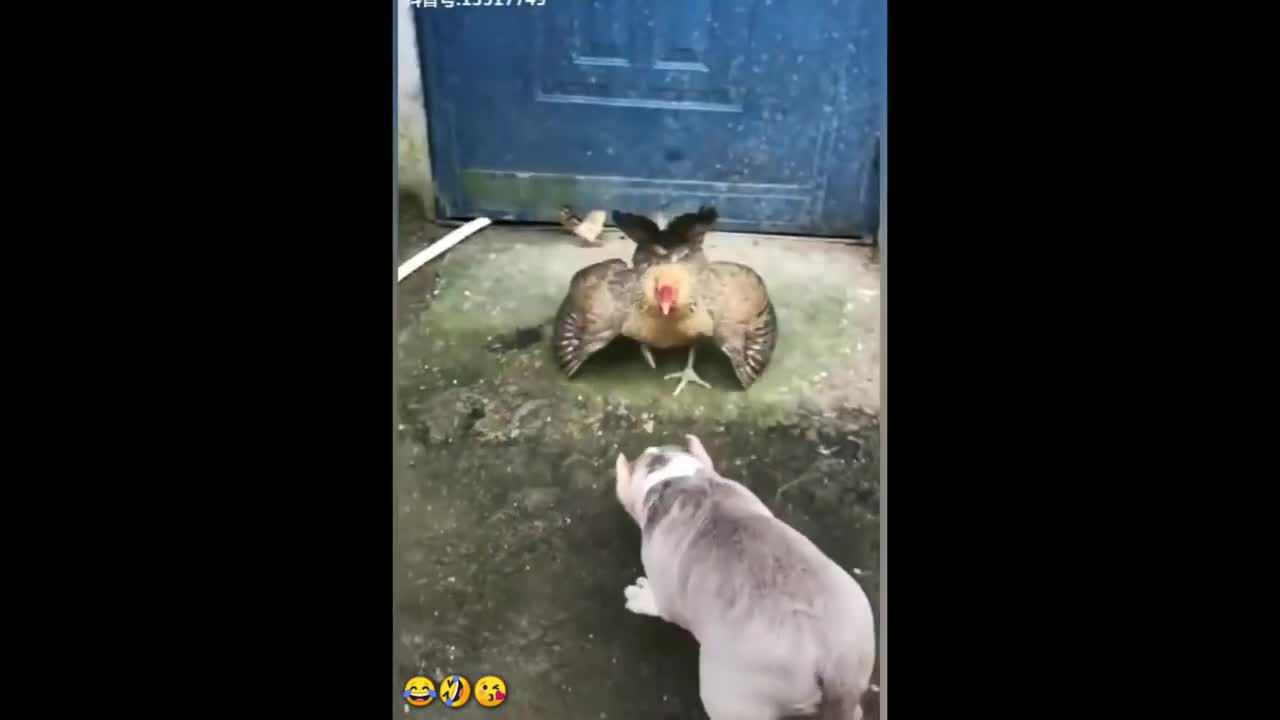 chicken fighting dog