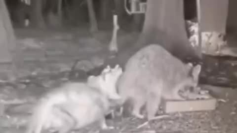 Opossum VS raccoon 🤣