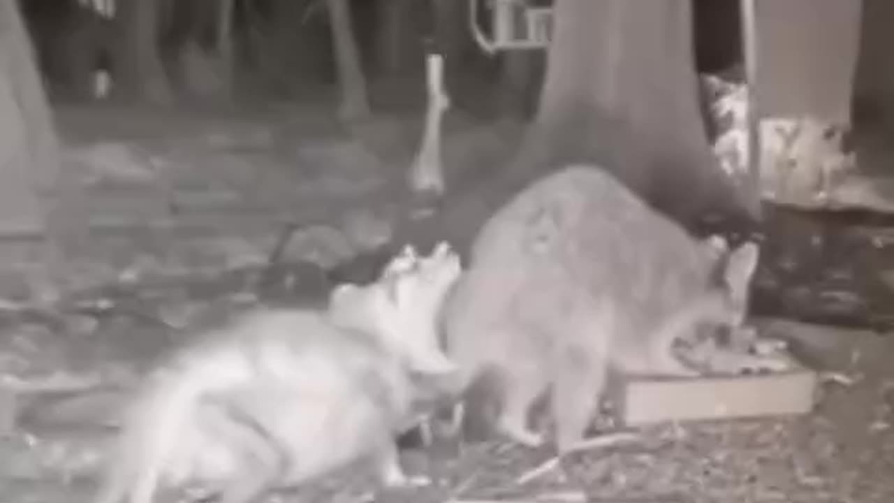 Opossum VS raccoon 🤣