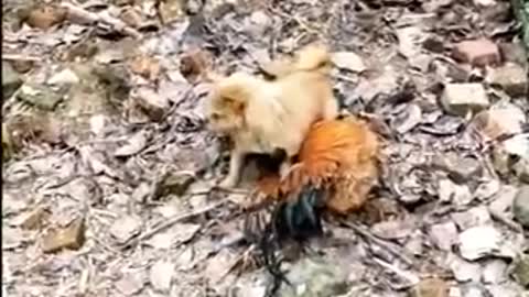 chicken vs dog fight | Funny dog fight