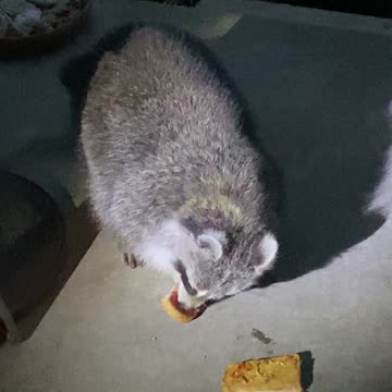 Peanut Butter and Jam Raccoon