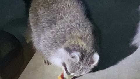 Peanut Butter and Jam Raccoon