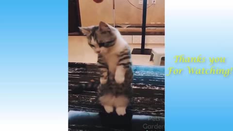 Adorable And Funny Pets Compilation