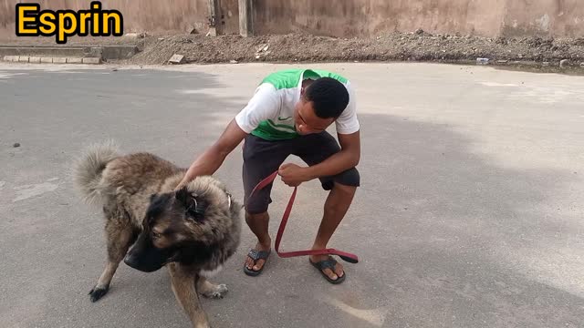 Playing With My Big African Dog 🐕🐕