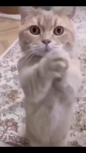 Funniest 🐈 cat #viralvideos #viral