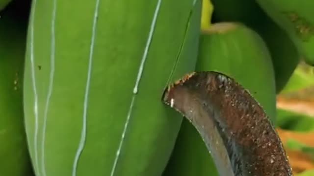 Papaya #papaya #satisfyingvideo