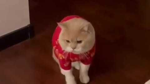 CUTE LOVELY CAT SHORT VIDEO