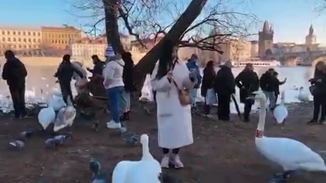 Swans like snacks