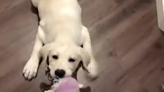 Funniest and cutest Labrador Puppies