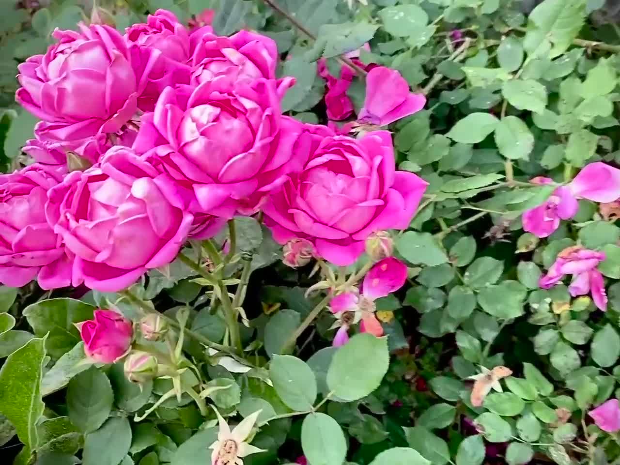 Rose Bouquet of Nature