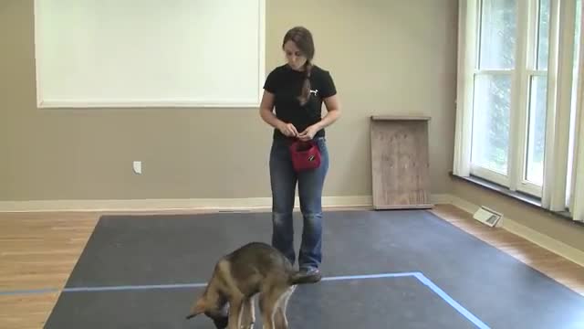 How to train a dog sit