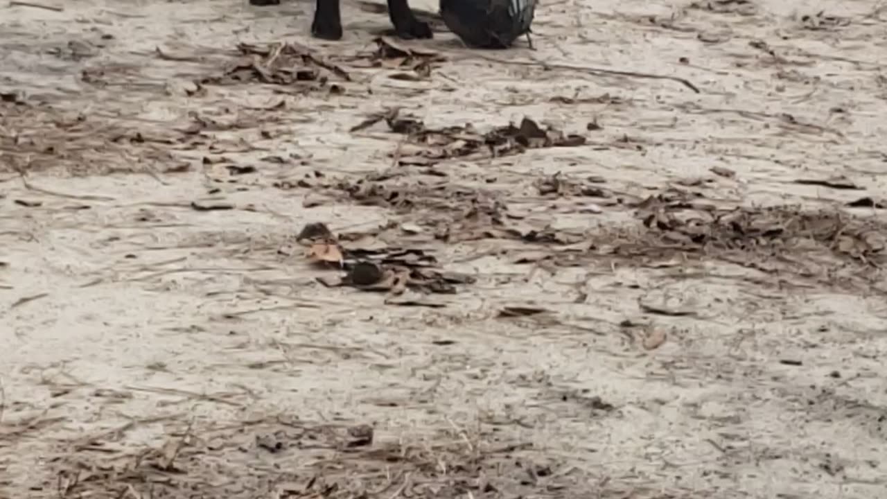 Dog plays soccer better than pros