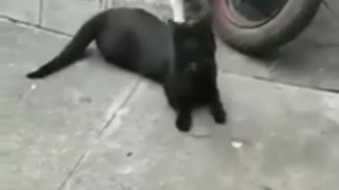 Funny cat