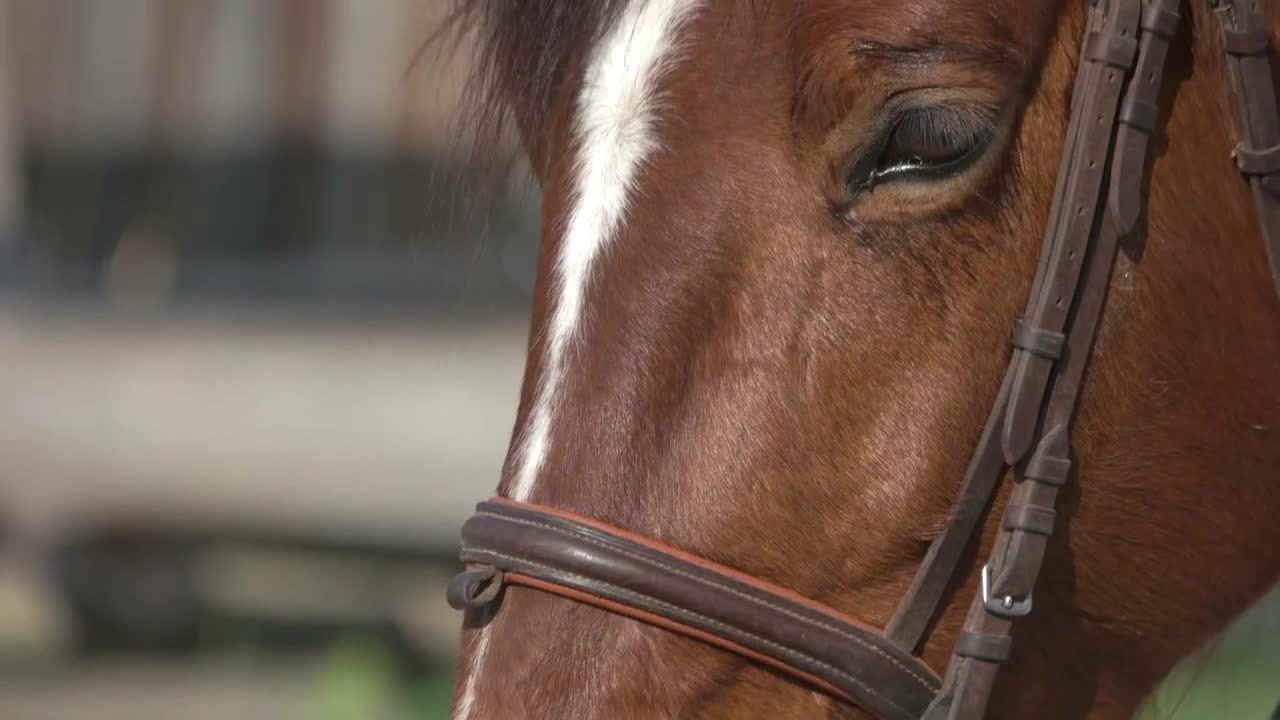 Beautiful brown horse eye close up. Head of young stallion in bridle close up. Horse breeding farm