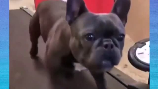 Cute And Funny Pets Video Compilation 1, Funny Pets Video Compilation, Try Not To Laugh