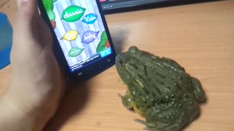 African frog