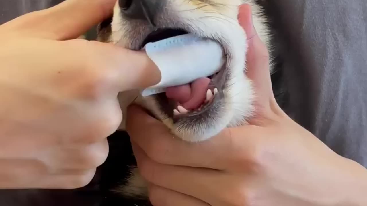 Cute Dog cleaning