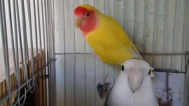 بغباء عاشق