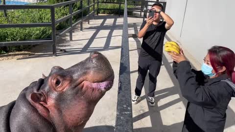 Feed the hippo a bunch of bananas