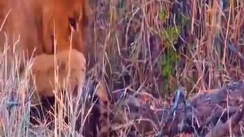 Lions lose their teeth because they eat pangolin