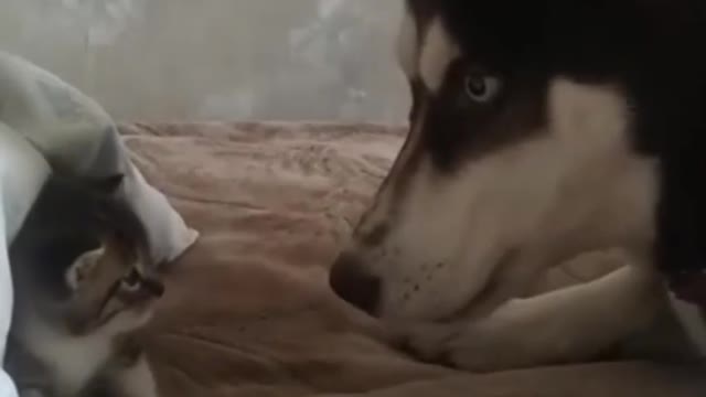 Cats & Dogs Hilarious Fails 🤣