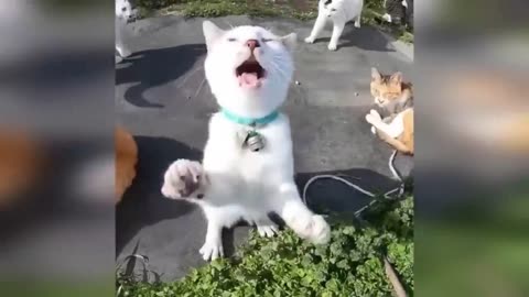 Funny CAT VIDEOS😃