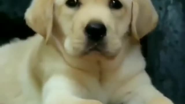 Cutest labrador 😘😘 & Funniest puppies #labrador #funnydogs